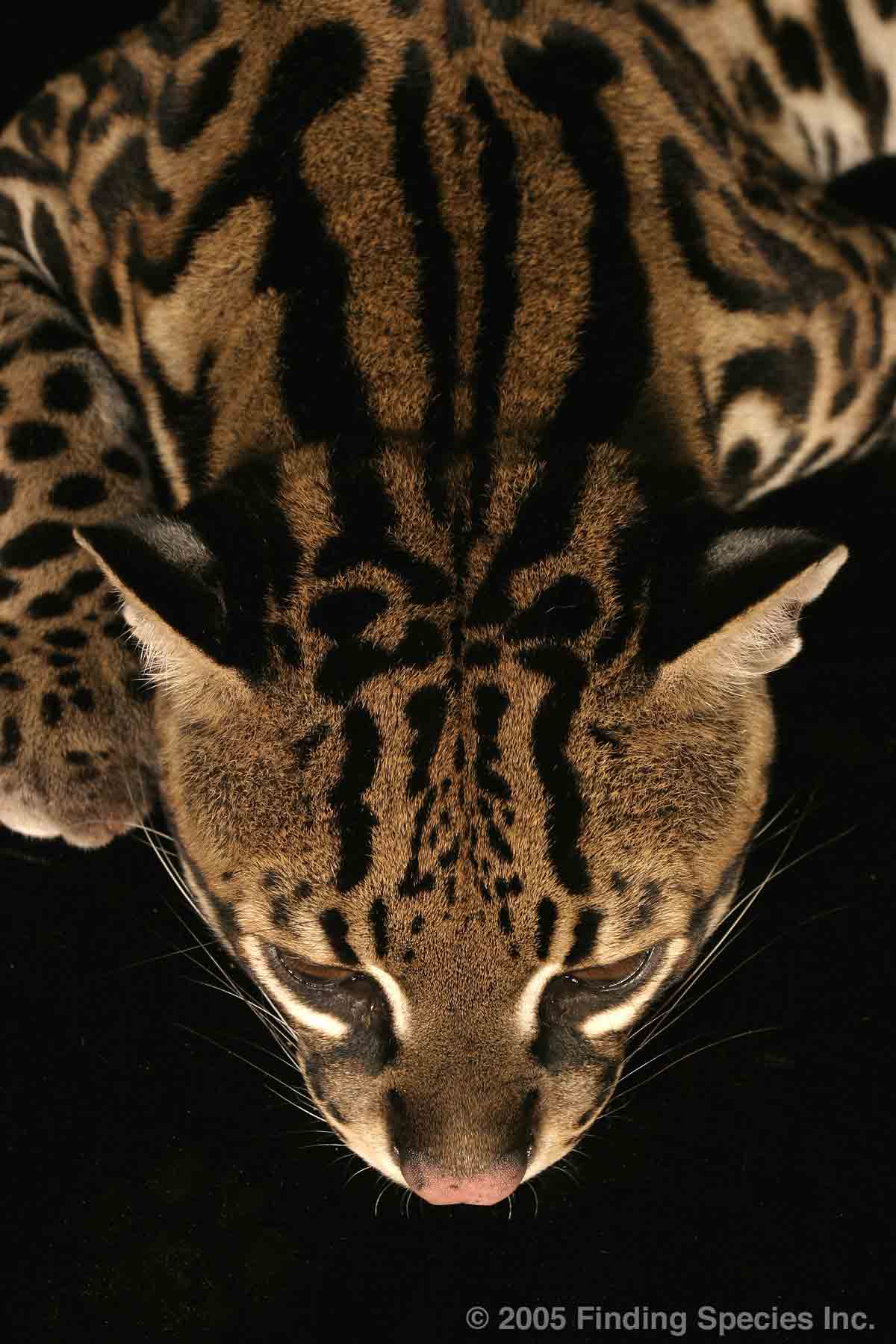 Ocelot