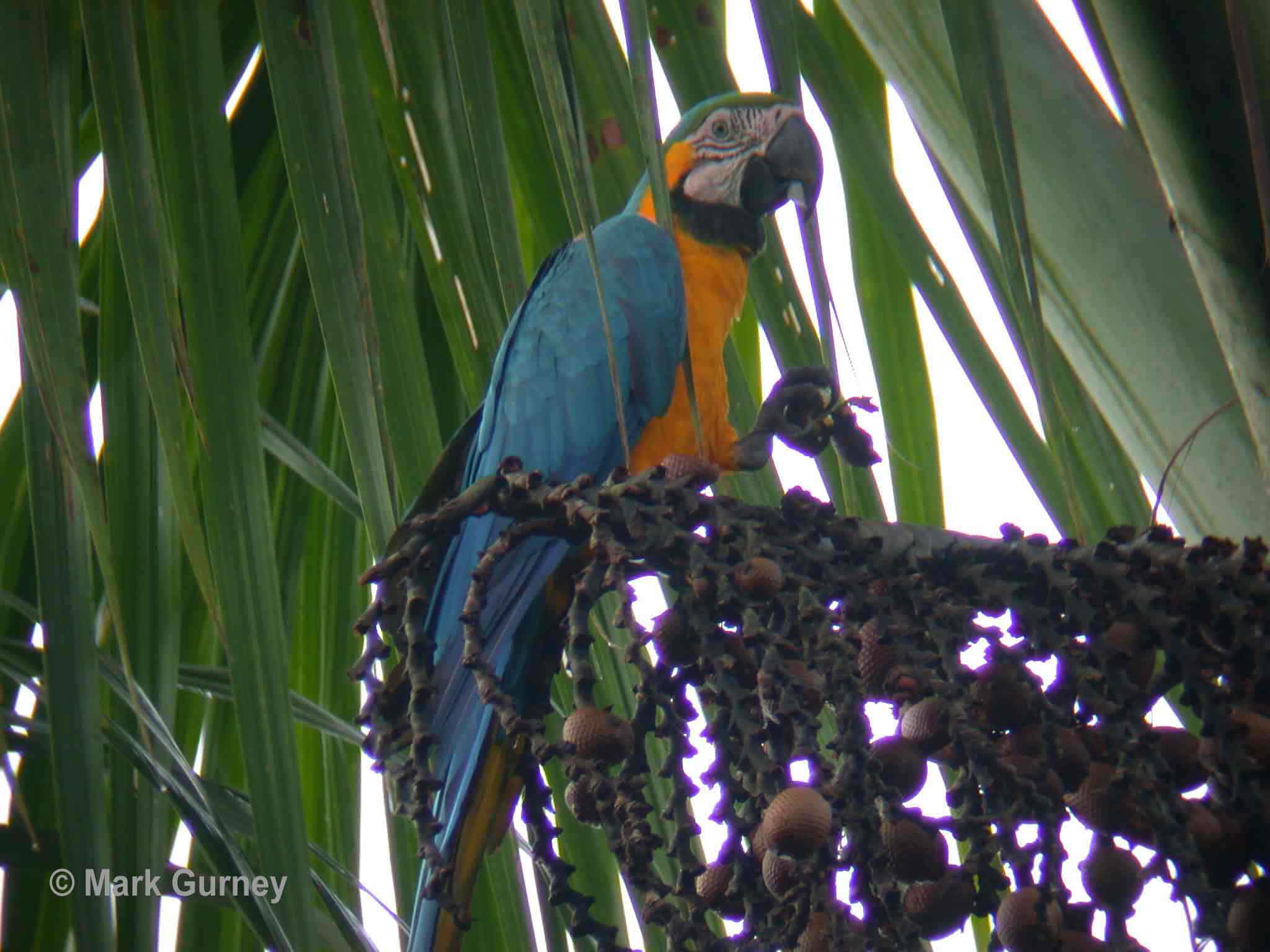 Blue and Yellow Macaw