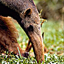 Giant Anteater