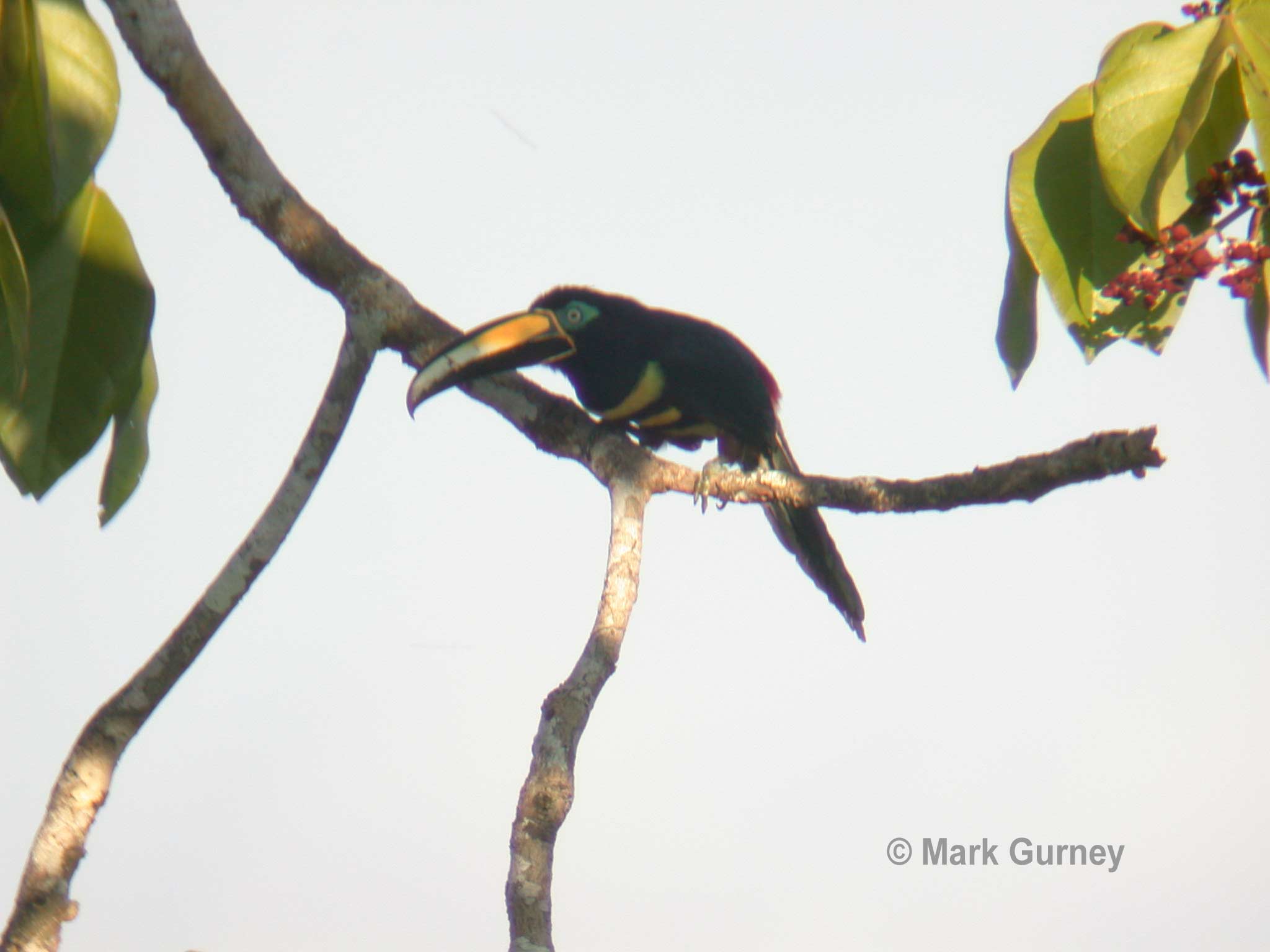 Many-Banded Aracari