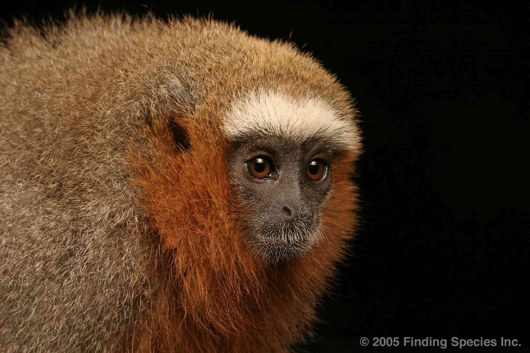 Red Titi Monkey