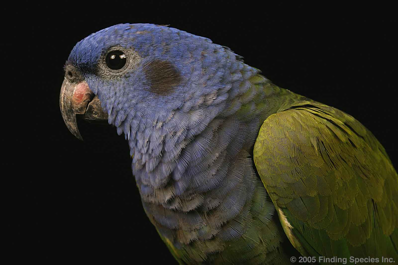 Blue Headed Parrot