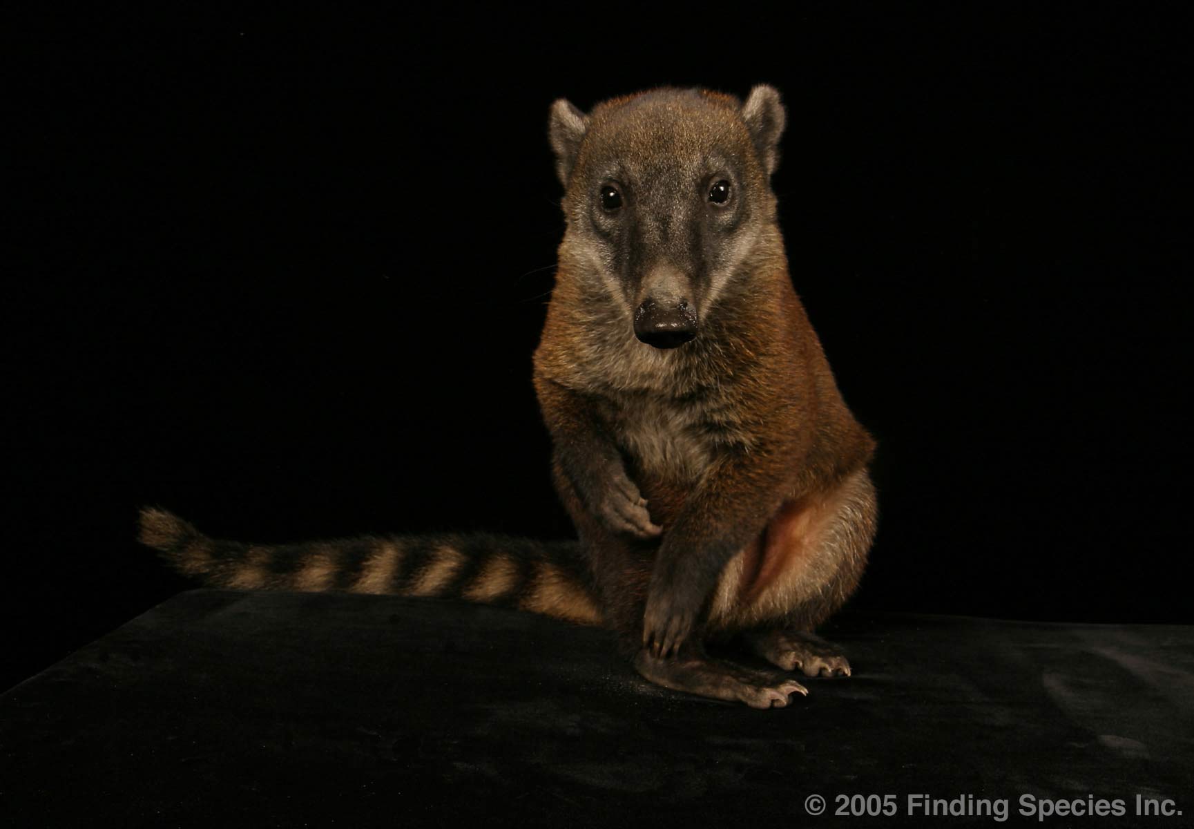 South American Coati