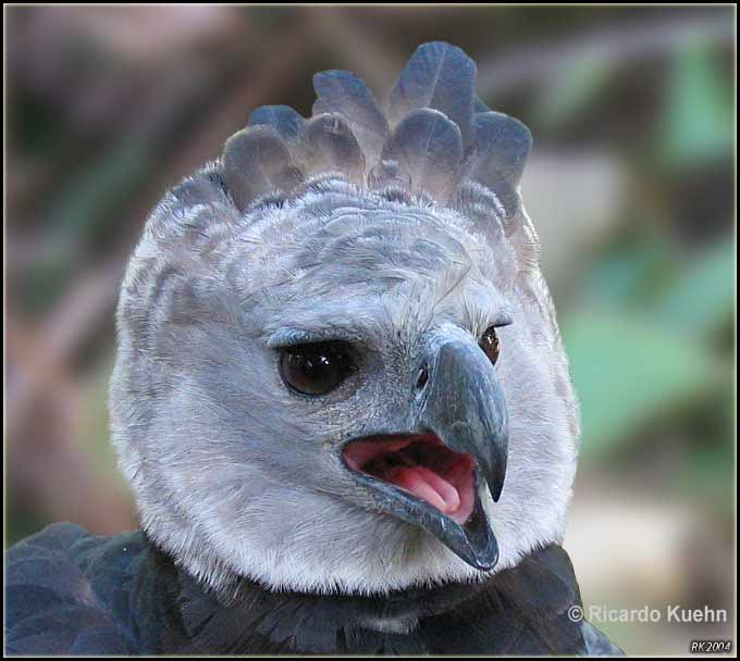 Harpy Eagle