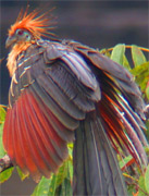 Hoatzin